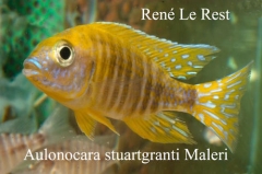 Aulonocara sp. "stuartgranti maleri" Maleri Island (mâle)