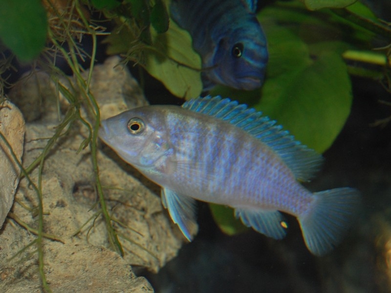 Labidochromis chizumulae Chizumulu island  (femelle)