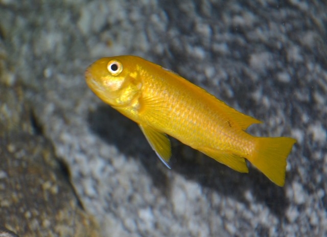 Pseudotropheus johannii Gome (Femelle)