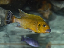 seudotropheus sp.