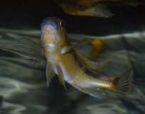 seudotropheus sp.