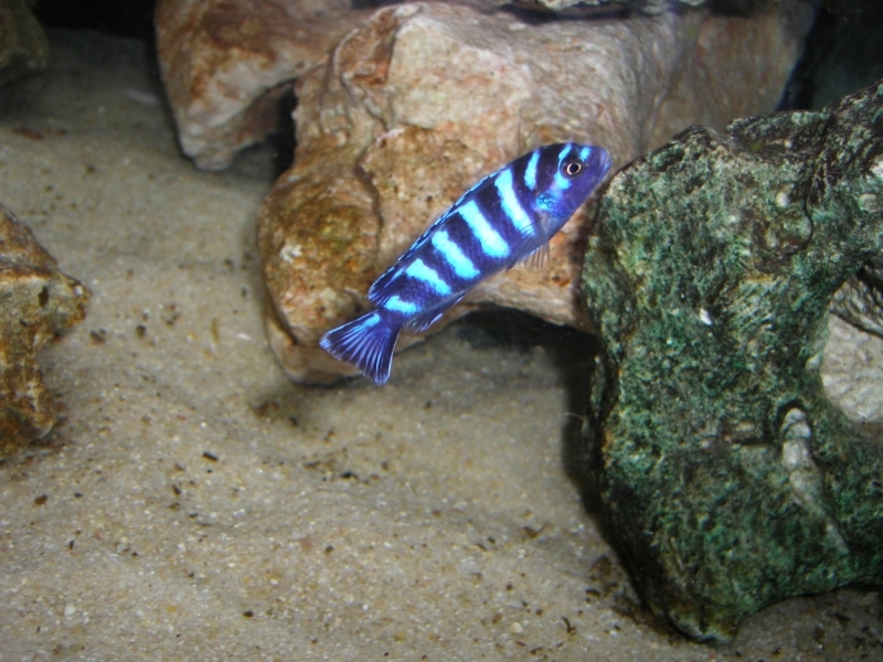 Chindongo demasoni Pombo Rocks (Mâle)