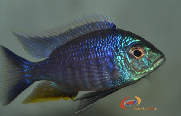 Copadichromis sp. 'azureus jalo' Jalo Reef (Male)