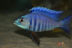 Copadichromis sp. 'azureus jalo' Jalo Reef (Male)