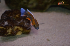 A. jacobfreibergi Cape Mac Clear