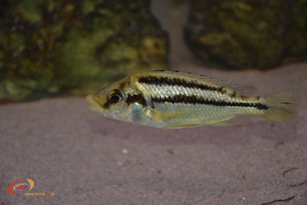 Chilotilapia euchilus (Femelle)