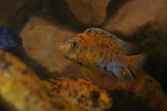 Tropheops sp. 