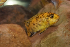 Tropheops sp. 