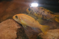 Tropheops sp. 