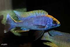Otopharynx lithobates Zimbawe Rocks (Male)