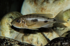Otopharynx lithobates Zimbawe Rocks (Femelle)
