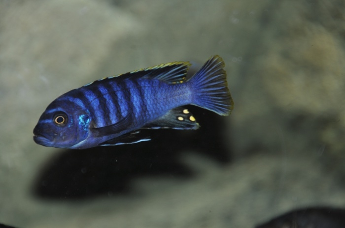 Cynotilapia zebroides Chewere (Mâle)