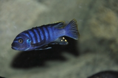 Cynotilapia zebroides Chewere (Mâle)
