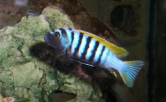 Cynotilapia zebroides Jalo reef (Mâle)