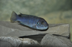 Cynotilapia zebroides Chewere (Femelle)