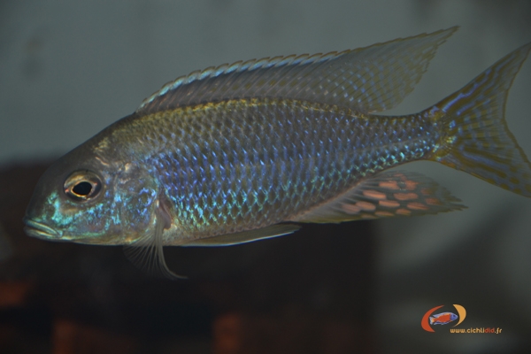 Lethrinops sp. 