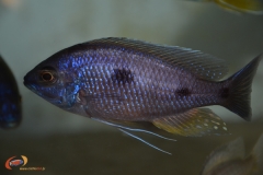 Copadichromis borleyi Mdoka (mâle)