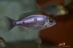 Copadichromis borleyi Mdoka (femelle)