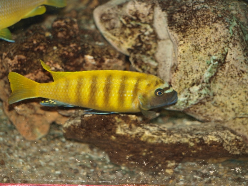 Maylandia sp. 