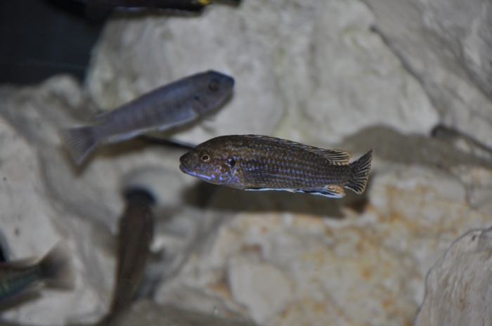 Labidochromis flavigulis Chizumulu Island