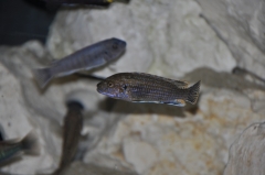 Labidochromis flavigulis Chizumulu Island