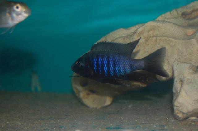 Copadichromis melas Mara Point (mâle)