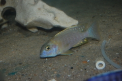 Tramitichromis sp. 