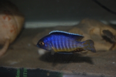 Aulonocara hueseri Likoma