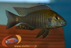 Aulonocara guentheri (mâle)