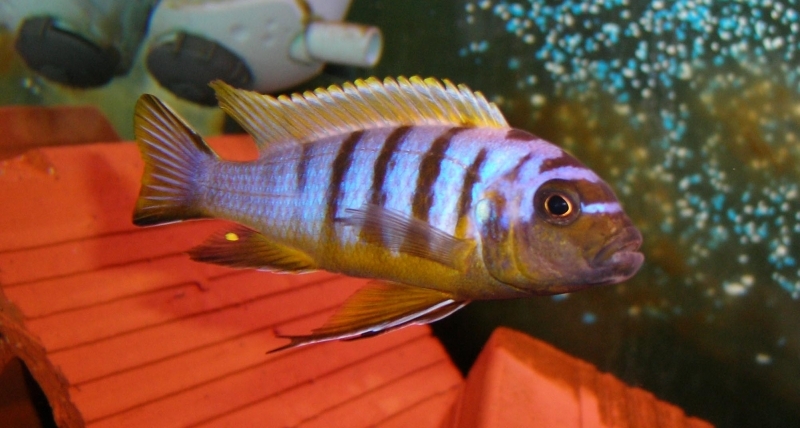 Maylandia sp. 
