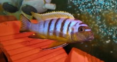 Maylandia sp. 