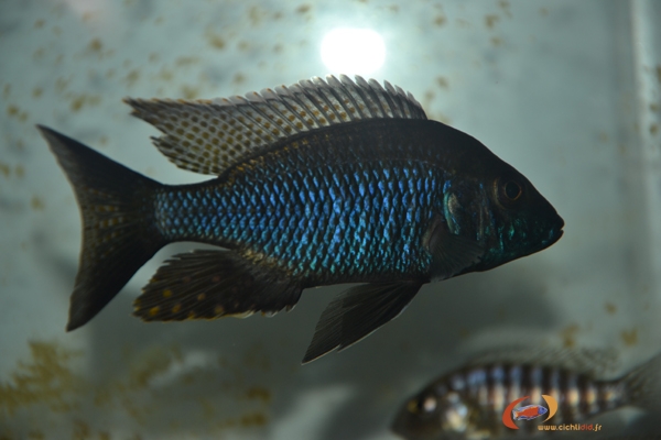 Aulonocara guentheri (mâle)