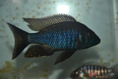 Aulonocara guentheri (mâle)