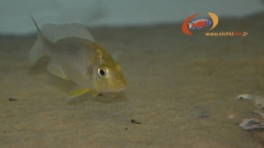 Aulonocara guentheri (femelle)