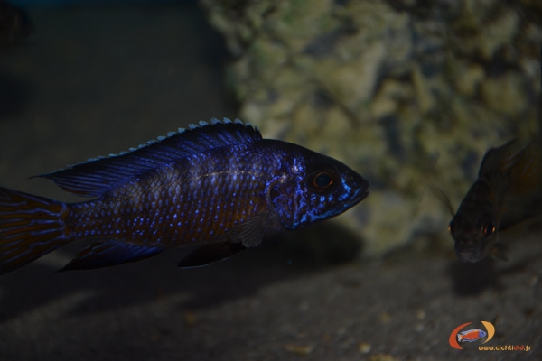 Aulonocara Koningsi (mâle)