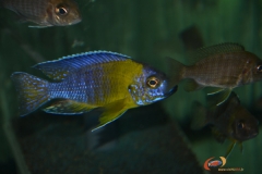 Aulonocara stuartgranti Gallireya Reef (mâle)