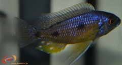 Copadichromis borleyi Namalenje (Mâle)