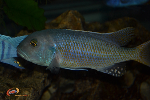 Buccochromis lepturus (mâle)