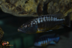 Tyrannochromis nigriventer (femelle)