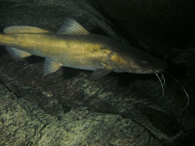 Bagrus meridionalis Chiwi rocks