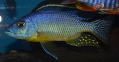 Placidodochromis sp. 