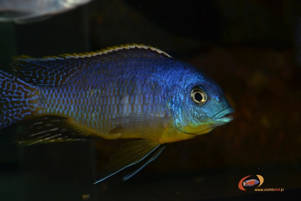 Otopharynx sp. 