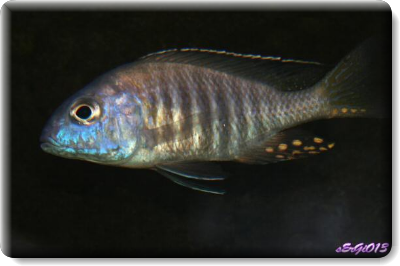 Aulonocara  gertrudae Mbamba  Bay (mâle)