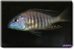 Aulonocara  gertrudae Mbamba  Bay (mâle)