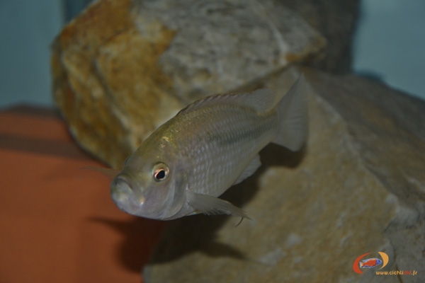 Caprichromis orthognatus (Femelle)