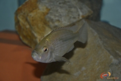 Caprichromis orthognatus (Femelle)