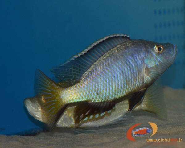 Caprichromis orthognatus (Reproduction)