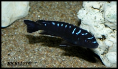Pseudotropheus sp. "elongatus spot" Ruarwe (Mâle)
