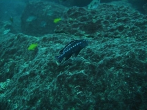 Melanochromis interruptus Chiwi rocks (Mâle)