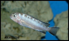 Pseudotropheus sp. "elongatus spot" Ruarwe (Femelle)
